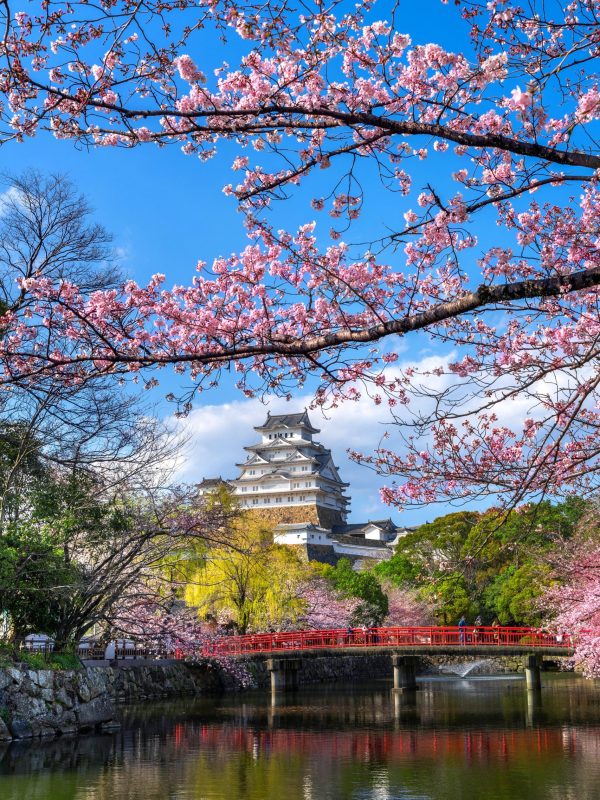 Cherry blossoms and castle in Himeji, Japan. kirinjapanai